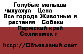 Голубые малыши чихуахуа › Цена ­ 25 000 - Все города Животные и растения » Собаки   . Пермский край,Соликамск г.